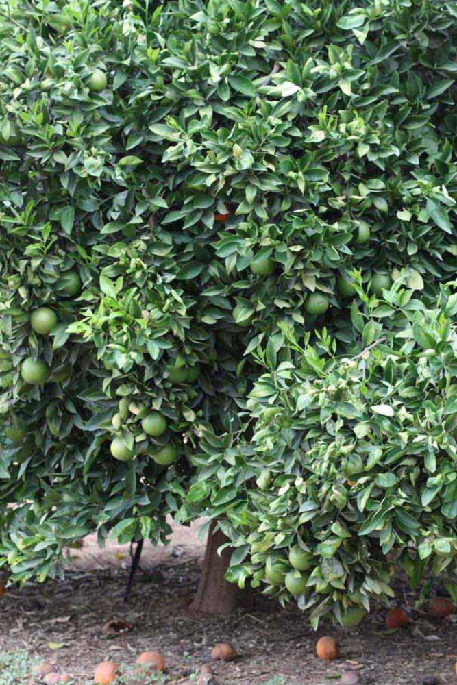            Habit (Riverside, CA)   